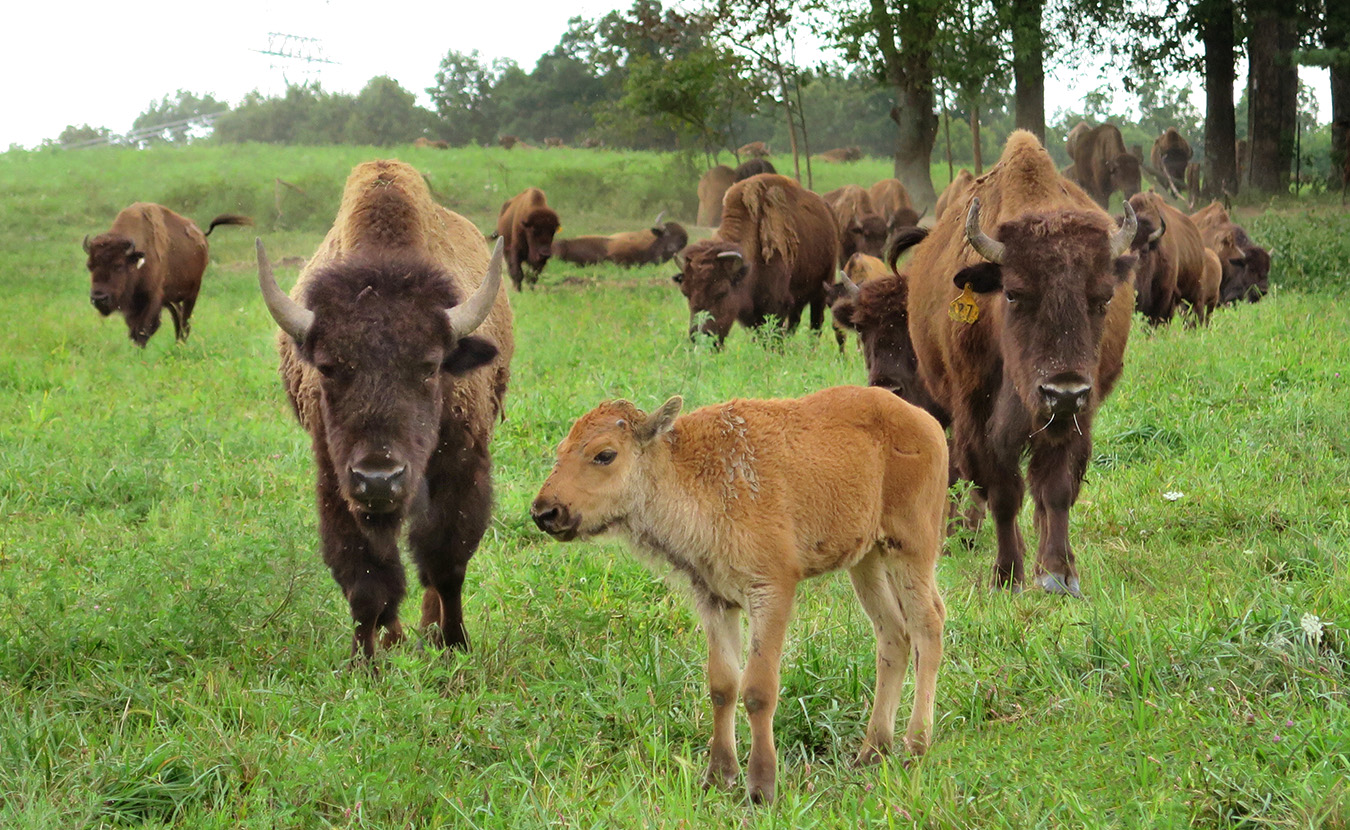 Bring on the Bison Natural, Nutritional Meat Making a Comeback in Indiana Limestone Post