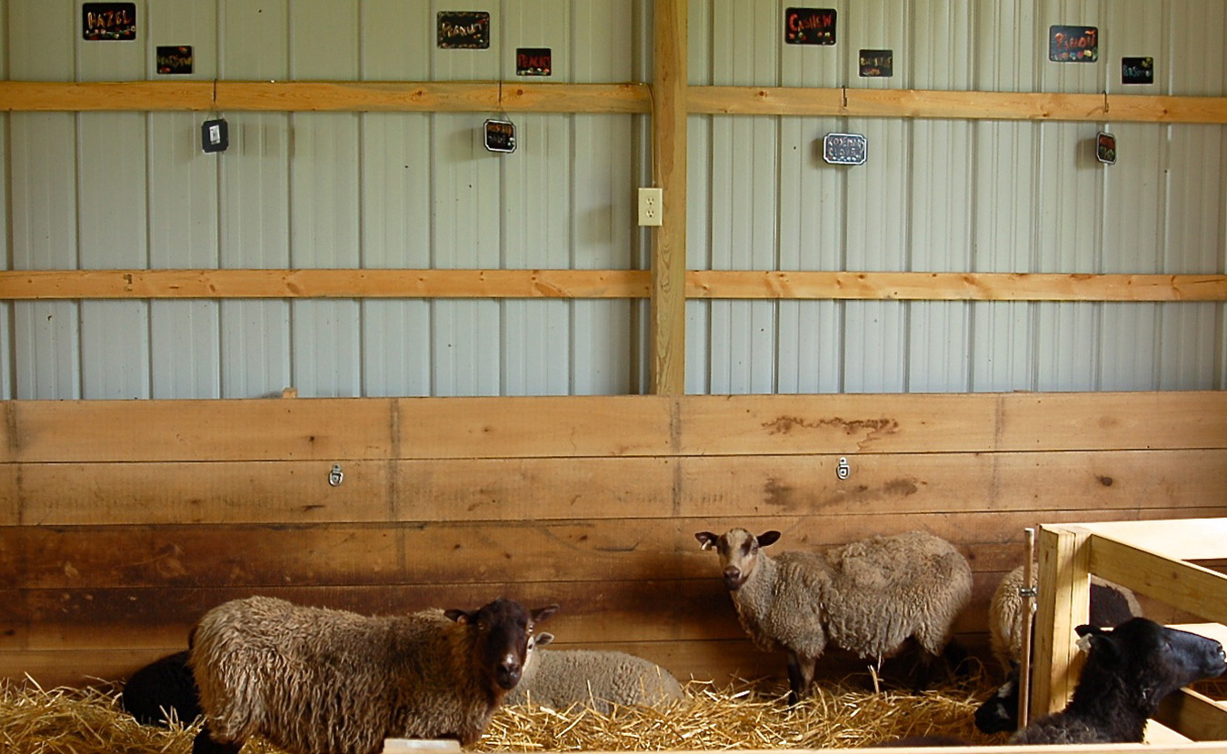 When not out in the pasture, Whitney and Kip’s ewes hang out in the sheep barn, beneath name cards that group the founding mothers — Hazel, Peanut, Cashew, and Piñon — with their fruit- and herb-named offspring. | Photo by Lindsay Welsch Sveen