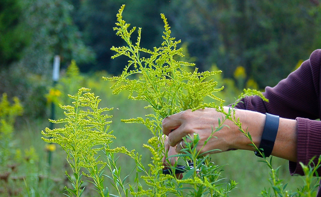 Whitney snips goldenrod from a field behind her house. On this day, we gather bucket- and basket-loads of this abundant plant to supply the necessary 10:1 ratio for dyeing fiber with goldenrod. (Some dyes require far less plant weight. For instance, onion skins, which are already dried and contain natural tannins, only require a 1:1 solution — equal parts plant and fiber by weight.) | Photo by Samuel Welsch Sveen