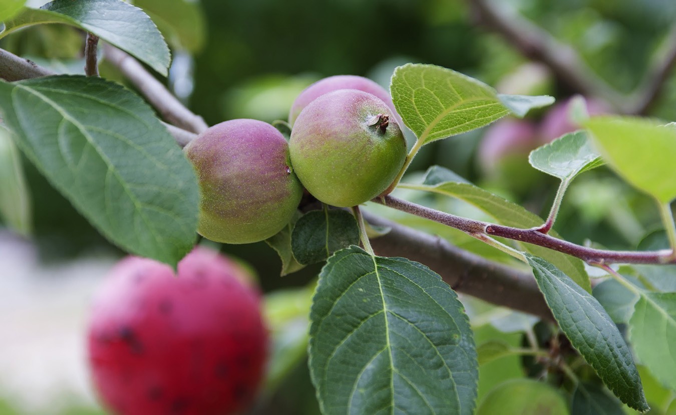 Visitors to the orchard will find fresh, seasonal fruit for picking. | Photo courtesy of Bloomington Community Orchard