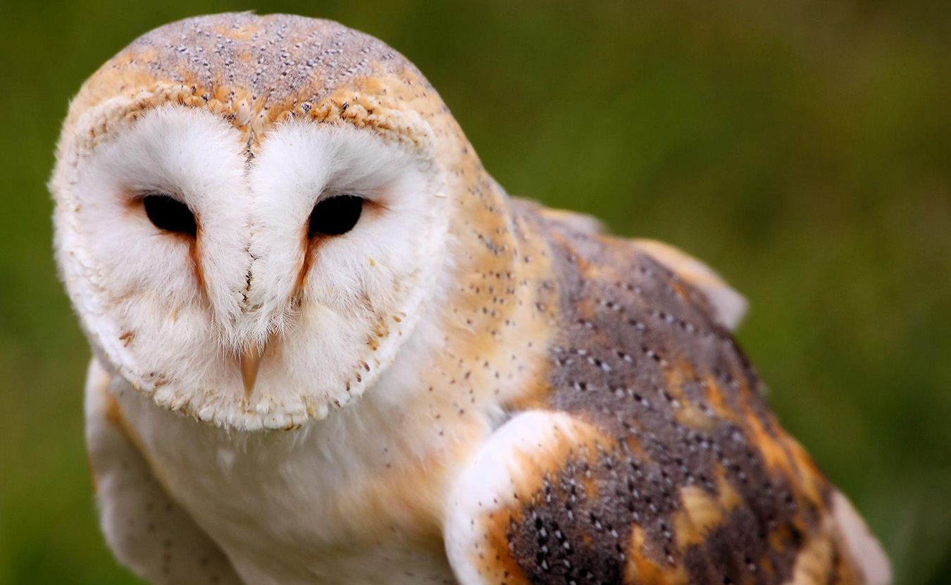All sorts of state endangered animals have been spotted in Monroe County, including the barn owl. | Creative Commons, Tim Felce