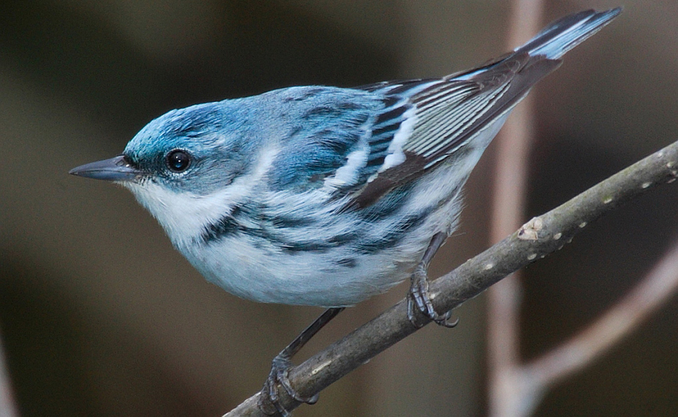 If you are lucky, you may be able to spot the cerulean warbler, a small songbird on Indiana's "endangered" list. | Creative Commons, <a href="https://commons.wikimedia.org/wiki/File:Dendroica-cerulea-002.jpg">Mdf</a>