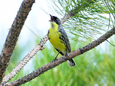 Kirtland's warbler, endangered in Indiana, is also on the federal "endangered" list. | Creative Commons, U.S. Fish and Wildlife Service Headquarters