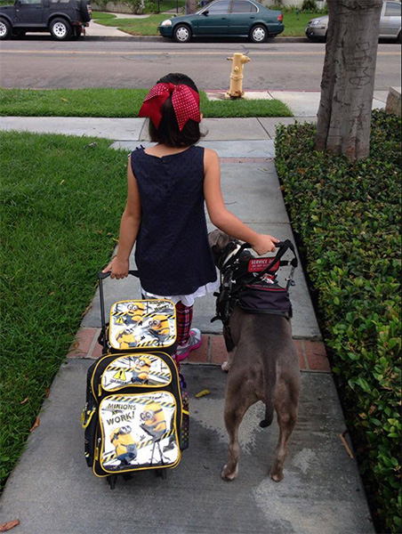 Service dogs provide the confidence and safety needed for individuals to do things they otherwise wouldn't be capable of. In this photo, PupCake The Service Dog accompanies "her girl" to her first day of school. | Photo courtesy of <a href="https://www.facebook.com/PupcakePitBullServiceDog/timeline" target="_blank">PupCake The Service Dog</a>
