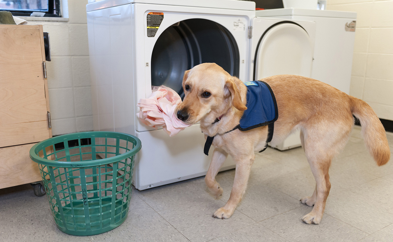 Service dogs can also help with a variety of household tasks. | Photo by Liz Kaye Photography