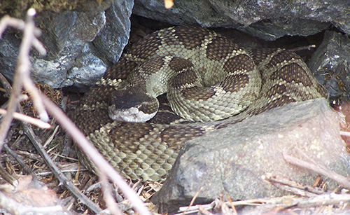The timber rattlesnake is a venomous snake on Indiana's "endangered" list. It can be identified by the distinctive rattle on the end of its tale. | Creative Commons, Tj Green