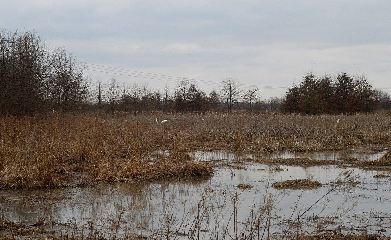 Whooping cranes, the tallest birds in North America at a height of five feet, were on the brink of extinction in the 1940s, and only about 600 are alive today. These three were spotted at Goose Pond in February. | Photo by Lynae Sowinski