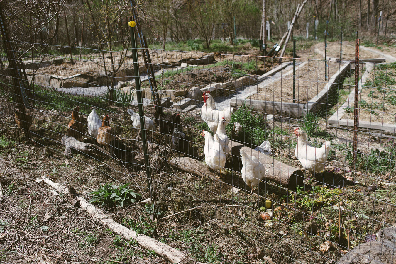 Salem Willard built a double fence around his garden beds that functions as both a run for chickens and ducks and a compost area. | Photo by Natasha Komoda