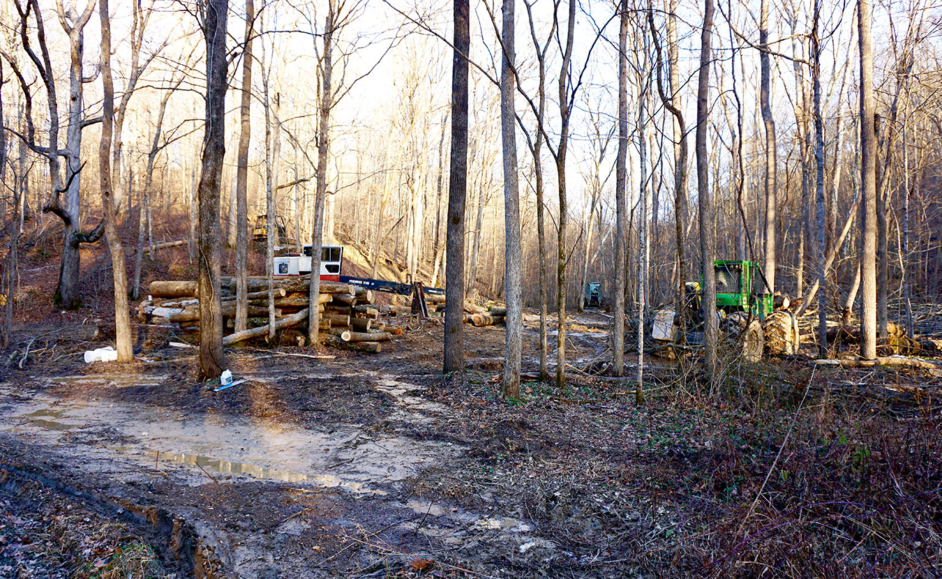 Where once there was a trailhead near Crooked Creek Road on the Tecumseh Trail, Matt Flaherty encountered logging equipment and a trail in ruin. Flahertry's article "A Hike on the Tecumseh Trail Now Ends in Destruction" received a lot of attention from outdoor enthusiasts. | Courtesy photo