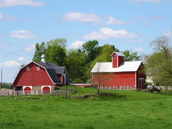 Tom Modisett barns in Carrollton Township, Carroll County. | Photo courtesy of the Indiana Barn Foundation