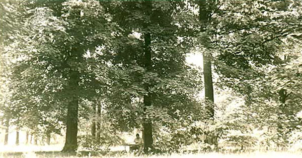 RLJ writing in his outdoor office in a field of "Murmuring Maples." He wrote here throughout the summer of 1942. | Photo by Vernice Baker Lockridge. Photographs from <a href="http://www.raintreecounty.com/bookphot.html" target="_blank" rel="noopener">raintreecounty.com</a> are used with permission of The Estate of Ross Lockridge, Jr.