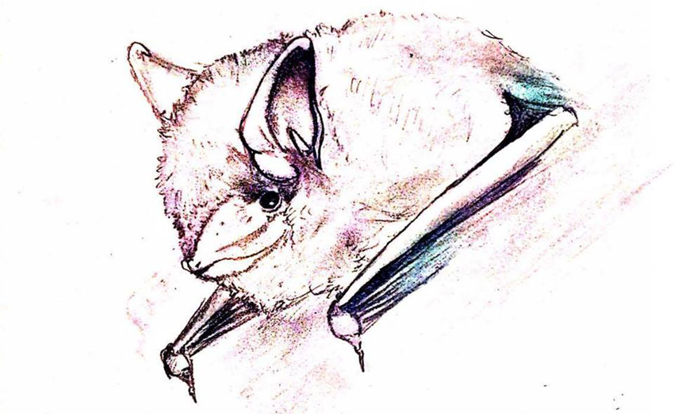 April McKay drew this tricolored bat, one of ten species of bats found in Indiana, for her article "Bats! Hoosier Neighbors Deserve ‘Respect and Admiration’." Southern Indiana has some of the country’s largest roosting places for Indiana bats. But these Hoosier mammals face many threats to their survival. | Illustration by April McKay