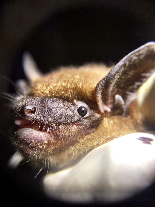 Most people don't see bats, such as this big brown bat, up close. | Photo by April McKay