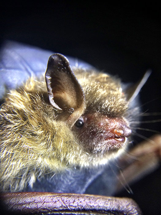 The little brown bat's Indiana population has dropped 90 percent since 2011. | Photo by April McKay