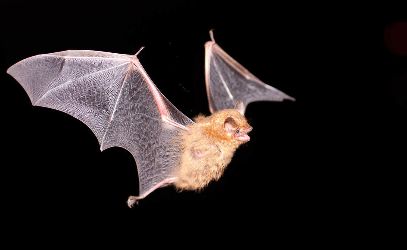 There are 1,300-plus known species of bats, such as this tricolored bat, which make up one-quarter of the number of all known mammal species. | Photo by Travis Brown