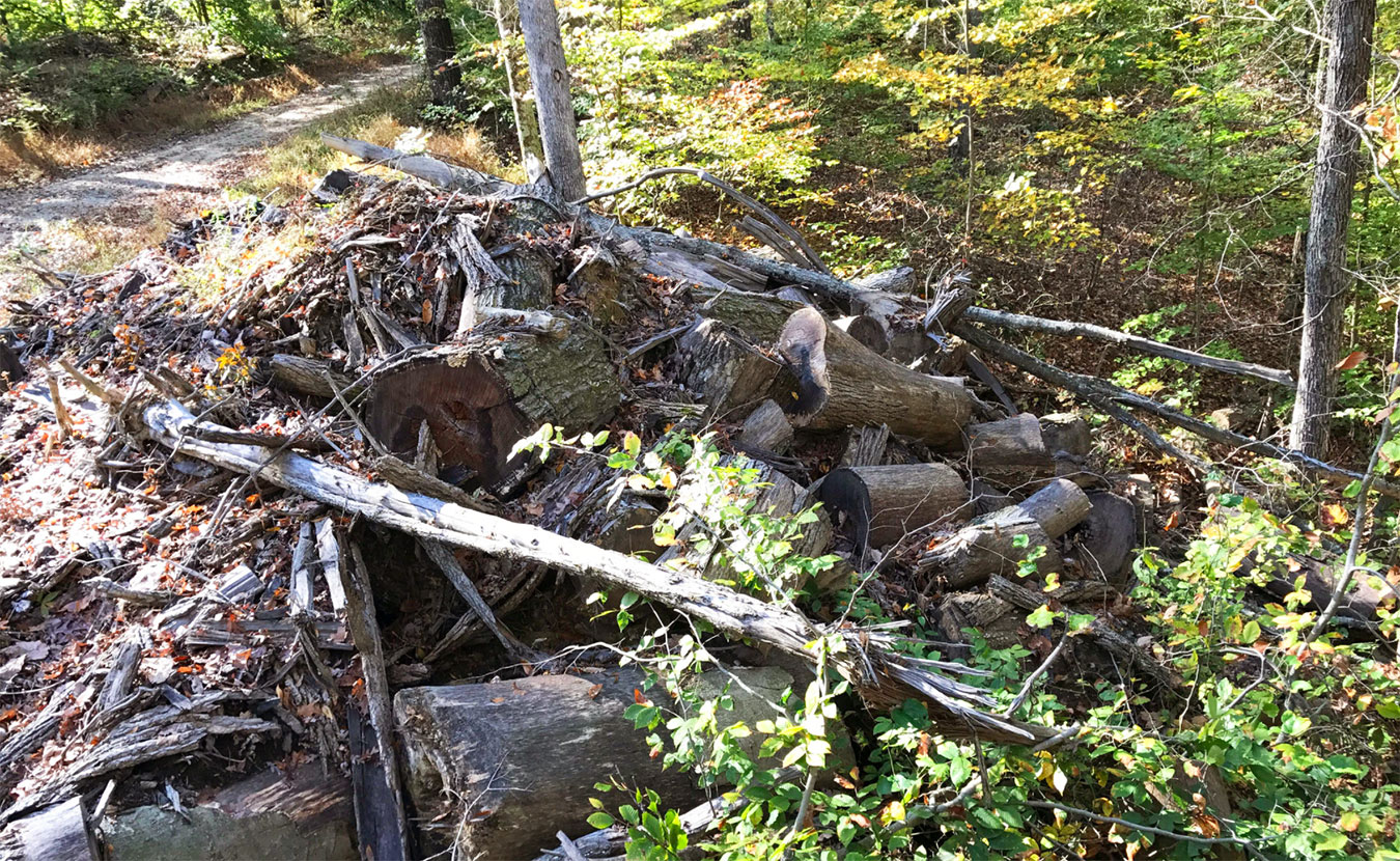 Cathy Greene took this photo of a "boneyard" on Mill Ridge while hiking the Tecumseh Trail. These trees were not used and were pushed off the logging road where they have been left to rot. | Photo by Cathy Greene