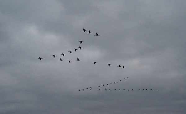 Sandhill cranes fly in "V" formations as they come to roost for the evening at Goose Pond. | Photo by Lynae Sowinski