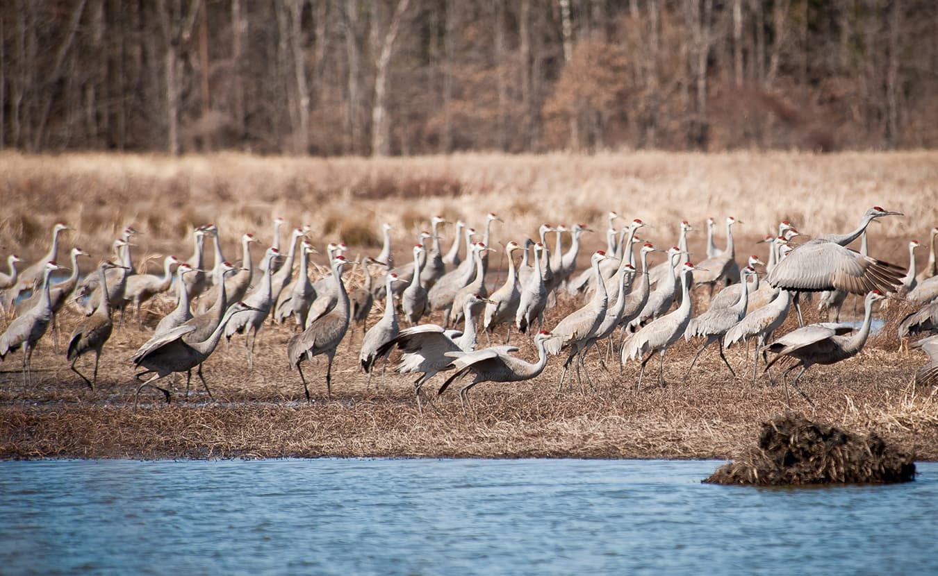 Image result for Marsh Madness Sandhill Crane Festival