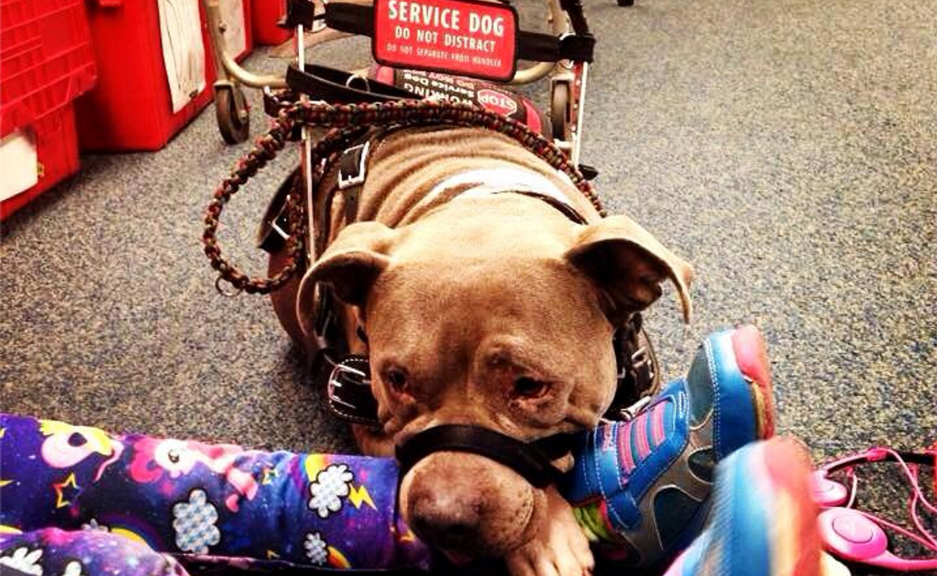 american girl service dog