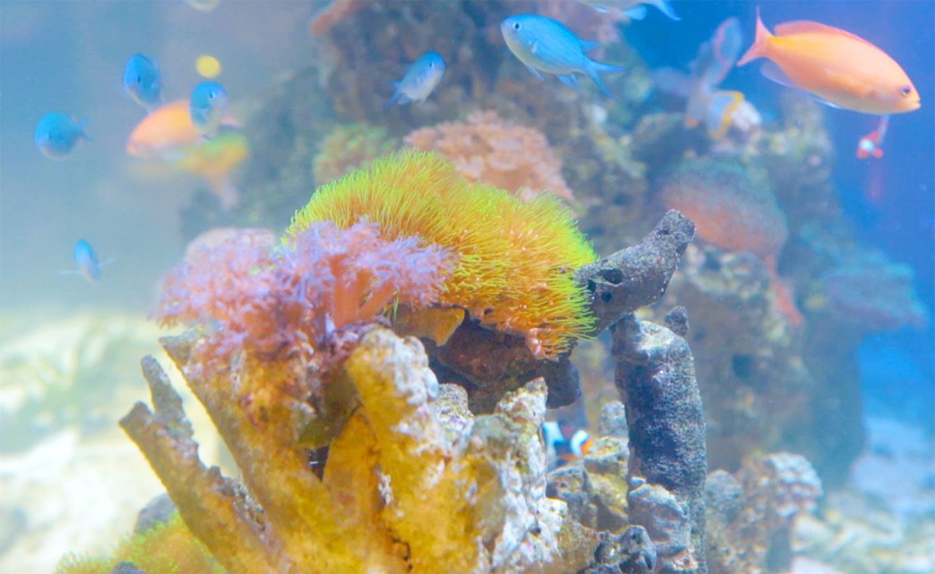WonderLab’s Coral Reef Aquarium Teaches Real Science [video