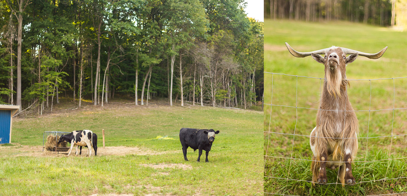 Uplands PEAK has a variety of rescued animals, from cows to chickens and roosters to goats. The Pruitts began the sanctuary after reading Gene Baur's "Farm Sanctuary." | Photos by Alexianna Mundy, <a href="https://www.paulinamphotography.com/" target="_blank">Paulina M Photography</a>