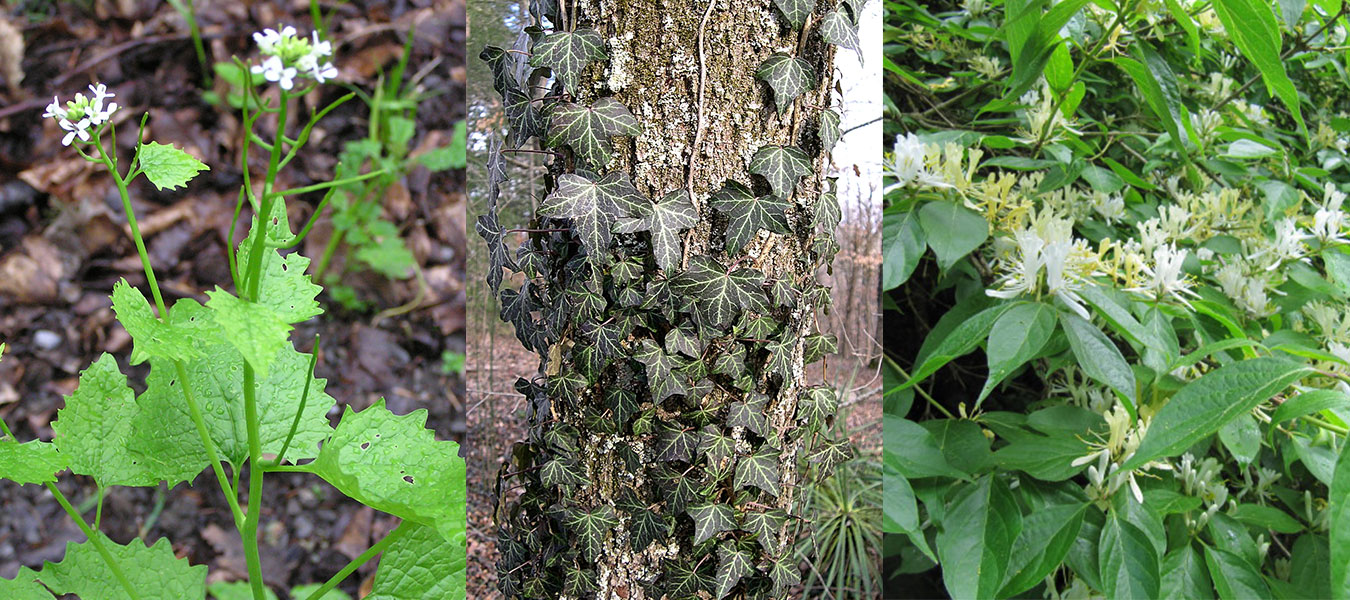 (l-r) Garlic mustard, courtesy photo | English ivy, photo by Jay Sturner | Asian bush honeysuckle, photo by Leonora Enking. | All photos via Wikimedia Commons