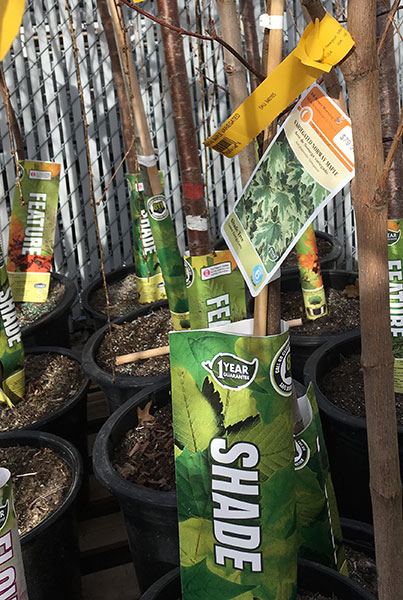 A variegated Norway maple for sale at a local big box retailer. | Photo by Susan Brackney