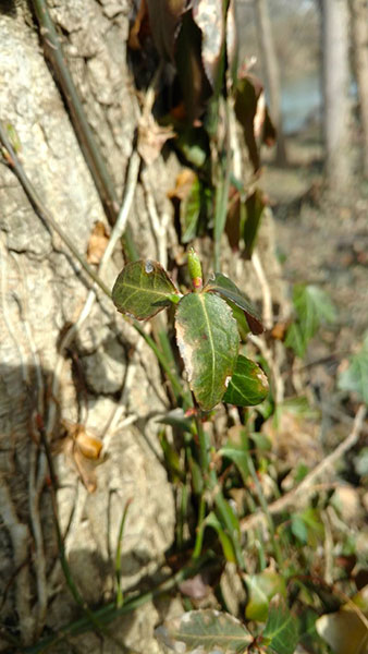 Purple wintercreeper makes its way up a tree. | Photo by Larry Brackney