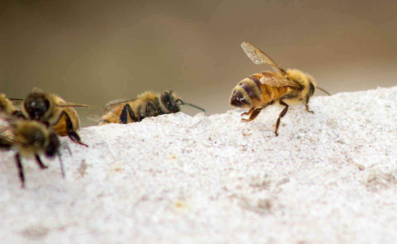 Hollinden's bees will explore an area in a three-mile radius from their hive. | Photo by Marla Bitzer