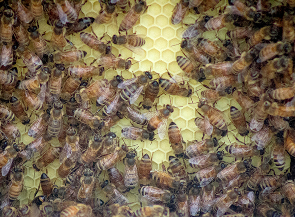 Bees fill the honeycomb. | Photo by Marla Bitzer