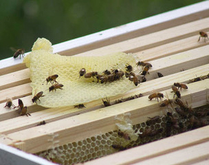 One week after the colony was moved to the new hive, the bees had already made honeycomb. | Photo by Marla Bitzer