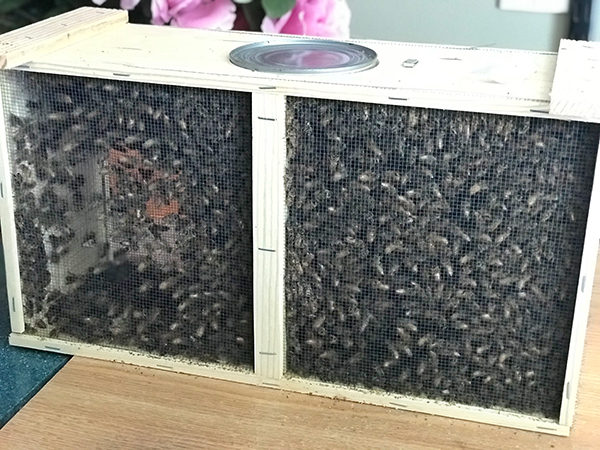 Erin's new bees came in this package, with the queen in the metal container in the middle. | Photo by Marla Bitzer