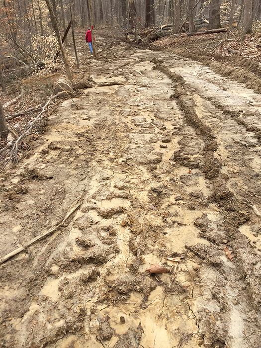 Logging can cause erosion and runoff, as it is here in Yellowwood State Forest. | Limestone Post