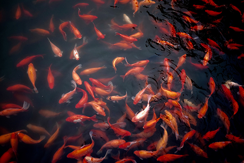 Ozark Fisheries in Martinsville, Indiana, supplies goldfish and koi to the hatchery industry. | Photo by <a href="https://unsplash.com/photos/B8UTPKlHNyw" target="_blank" rel="noopener">Jeremy Cai</a>