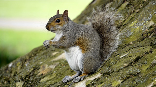 Marion County's Calvin Fletcher wrote in his diary in 1822 that squirrels swarmed “in several places in almost countless numbers.” | Photo by <a href="https://www.pexels.com/photo/adorable-animal-autumn-claws-109558/" target="_blank" rel="noopener">Mikes Photos</a>