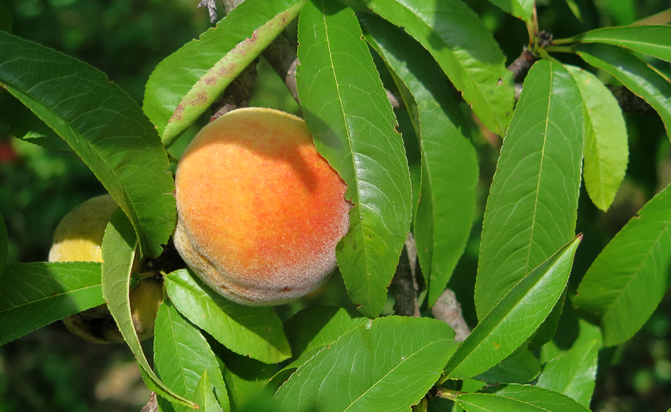 It’s almost peach season at the BCO. But in years past, according to volunteer Megan Betz, the peaches mysteriously disappeared almost overnight. | Limestone Post