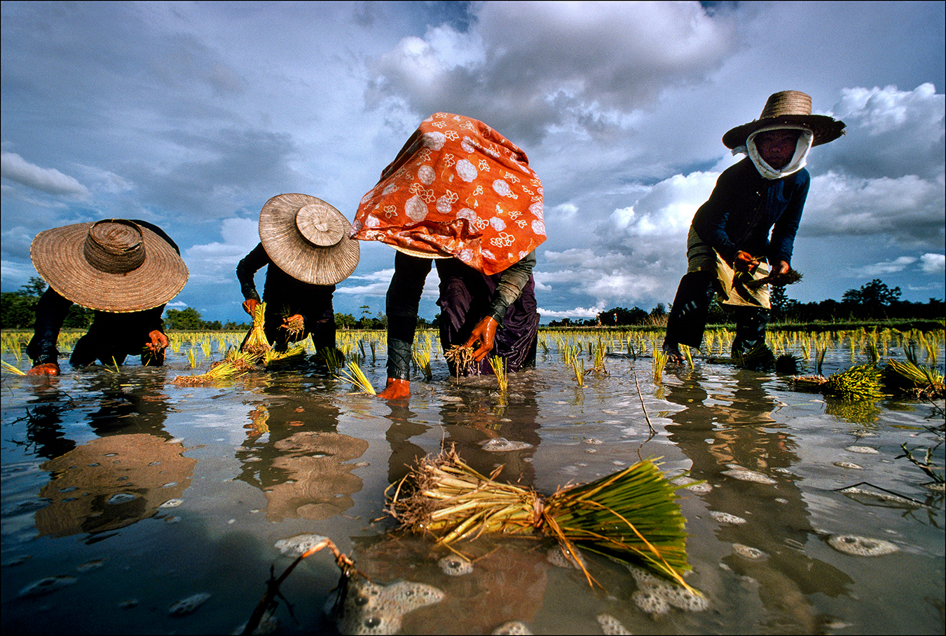 Transplanting rice seedlings is backbreaking work for Thai farmers, who in 2016–17 produced an estimated eighteen million metric tons of long-grain Jasmine rice. The world's largest producer of rice, Thailand harvests two crops a year in the wet and dry seasons. | © Steve Raymer / National Geographic Creative