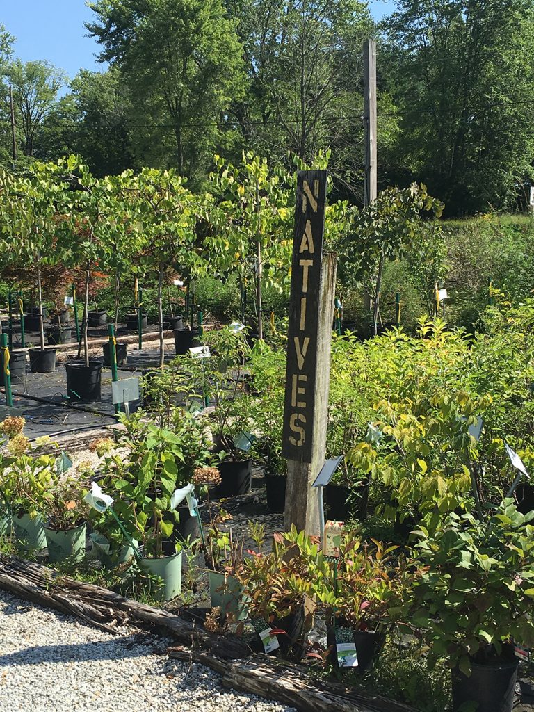 The nursery carries a variety of native plants, including dogwood and redbud trees and chokeberry and winterberry bushes.