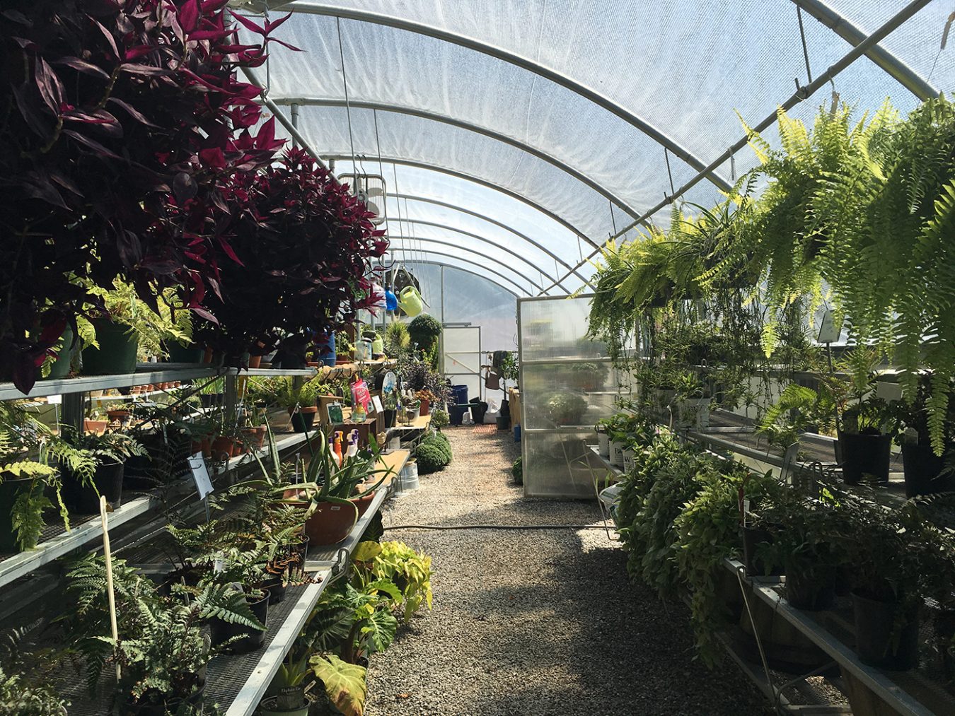 Explore the nursery’s walking paths and greenhouses to become acquainted with the variety of plants — an array of indoor and outdoor flora offers something for every living space.