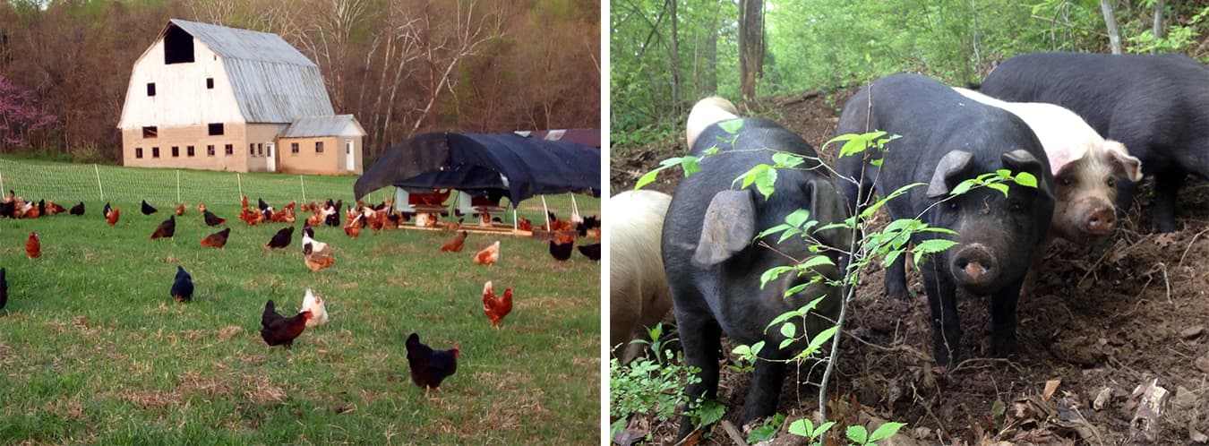 Maple Valley Farm and Harvest Partners have adapted the traditional CSA to better suit their needs. | Courtesy photos