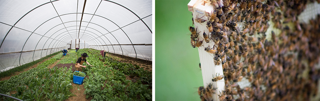 (left) Photographer Chaz Mottinger visited three farms to give us a closer look as they prepare for the spring market season: Barnhouse Farms, Linnea's Greenhouse, and Living Roots Farm and Sustainable Living Center (pictured here). | Photo by Chaz Mottinger (right) When writer Erin Hollinden decided to start her own beehive, and save the world, she found plenty of support from a community of experts and other beekeepers. Here, Hollinden's bees cover one of the frames lifted from the hive. | Photo by Marla Bitzer