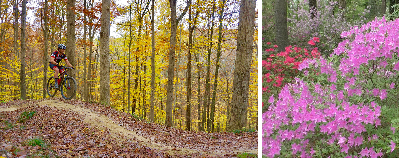 (left) While the city’s biking infrastructure leaves much to be desired, Bloomington has plenty more to back its claim as the Biking Capital of the Midwest, argues writer and avid biker Sean Starowitz. Pictured here, biker Jesse Smith rides on Hobbs Hollow Flow Trail in Brown County State Park. | Photo by Devin O’Leary (right) Bev Knight’s collection of more than 400 varieties of azaleas at her family’s Azalea Path Botanical Garden and Arboretum is known nationwide for its woodland flowers (among other plants). | Image by Duane Busick