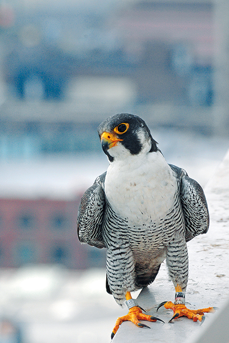 Peregrine falcons in America have soared back from the brink of extinction since the 1960s, even in Indiana. Just as humans caused their decline, “it was also dedicated humans who brought these birds back,” writes Jared Posey. This “standout conservation success story” is unusual because peregrines “may be benefiting from an increasingly urban landscape." Kinney, pictured here, made his home in downtown Indianapolis, before dying in 2012. <a href="http://www.in.gov/activecalendar_dnr/EventList.aspx?view=EventDetails&amp;eventidn=6178&amp;information_id=12437&amp;type=&amp;syndicate=syndicate" target="_blank" rel="noopener">Indiana Department of Natural Resources</a> said, “Kinney died after striking Market Tower, where he had nested with [his mate] KathyQ for 10 years. At 19 years old, Kinney was believed to be the oldest and most productive peregrine in the Midwest, having fathered a combined 61 young with KathyQ and a previous female.” | Photo courtesy of Indiana Department of Natural Resources