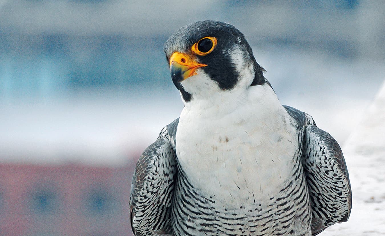 Peregrine Falcons A Conservation Success Story Limestone