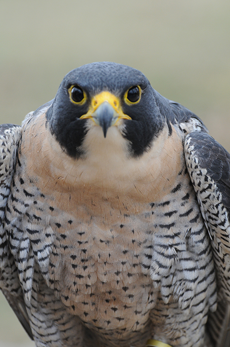 While peregrine falcons do very well in urban settings, some still live in nature, such as this one at Hardy Lake, near Scottsburg in southern Indiana. | Photo courtesy of Indiana Department of Natural Resources