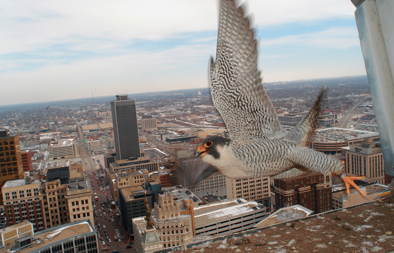 Kinney, who was Indiana's oldest peregrine when he died in 2012, flies from his nest box at Market Tower in Indianapolis. His mate, KathyQ, and her new partner Will continued to live in the nest box — even wintering there. Since then, <a href="https://www.indystar.com/story/life/falcon-blog/2018/04/01/downtown-indianapolis-falcons-welcome-first-egg/476749002/" target="_blank" rel="noopener">according to James-Reim</a> last April, the box is occupied by Sesenta, who was born in the box and son of Kinney and KathyQ. His partner “is unbanded and most likely the same female who defeated KathyQ last year for control of the site.” | Photo courtesy of Indiana Department of Natural Resources