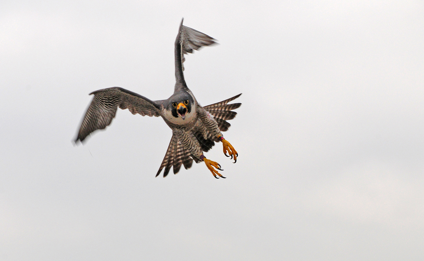 KathyQ was Kinney's long-term mate and died in 2017 at 19 years old. After Kinney's death in 2012, KathyQ partnered and had more chicks with a 2-year-old falcon named Will from Grand Rapids, Michigan, who moved into Kathy Q's Market Tower nest. Reacting to KathyQ's death, <a href="https://www.indystar.com/story/life/falcon-blog/2017/04/28/kathyq-peregrins-falcons-dnr-indianapolis/101020252/" target="_blank" rel="noopener">IndyStar blogger James-Reim</a> said, “But what a glorious falcon life. I know I have said that probably a thousand times, but think about it — she lived to be almost 19 years old and hatched so many falcon babies and raised them to be the wonderful birds of prey that falcons are. She contributed to the peregrine falcon recovery and set the stage for the new girl in town to find her new home and start her family line. Just quite remarkable.” | Photo courtesy of Indiana Department of Natural Resources