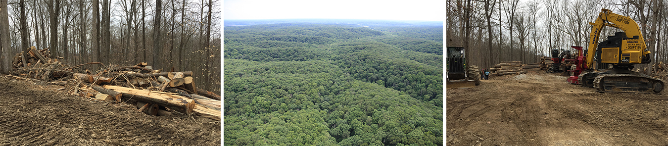 Many Hoosiers are unaware that Indiana has large blocks of contiguous forest that are approaching old growth conditions. (left and right photos) But many of these old-growth sections are at risk of being logged, such as what happened in Yellowwood State Forest last year. | Limestone Post (center) This block of the Morgan-Monroe Back Country Area is on the cusp of returning to old growth. | Photo by Elizabeth Mahoney