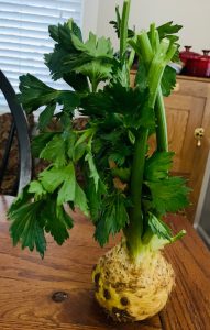 Celery root, also known as celeriac. | Photo by Ruthie Cohen