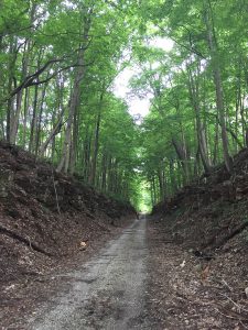 Hitting the trail — as in the Milwaukee Trail in Bedford — will soon have you surrounded by forest and limestone. | Limestone Post